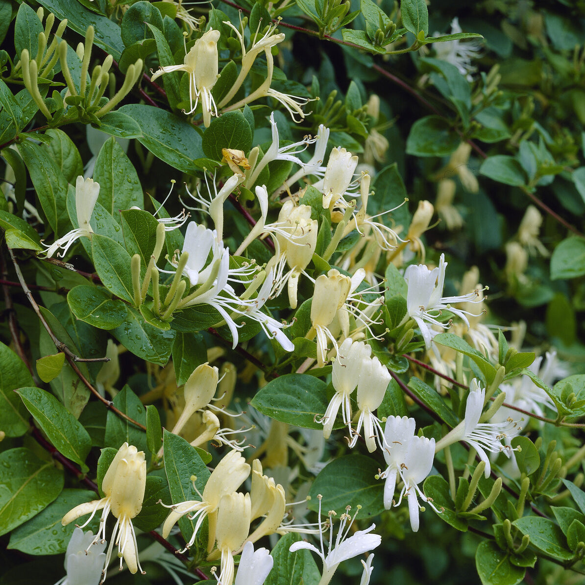Chèvrefeuilles - Chèvrefeuille du Japon Halliana - Lonicera japonica Halliana