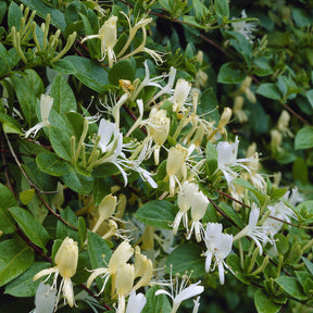 Chèvrefeuilles - Chèvrefeuille du Japon Halliana - Lonicera japonica Halliana