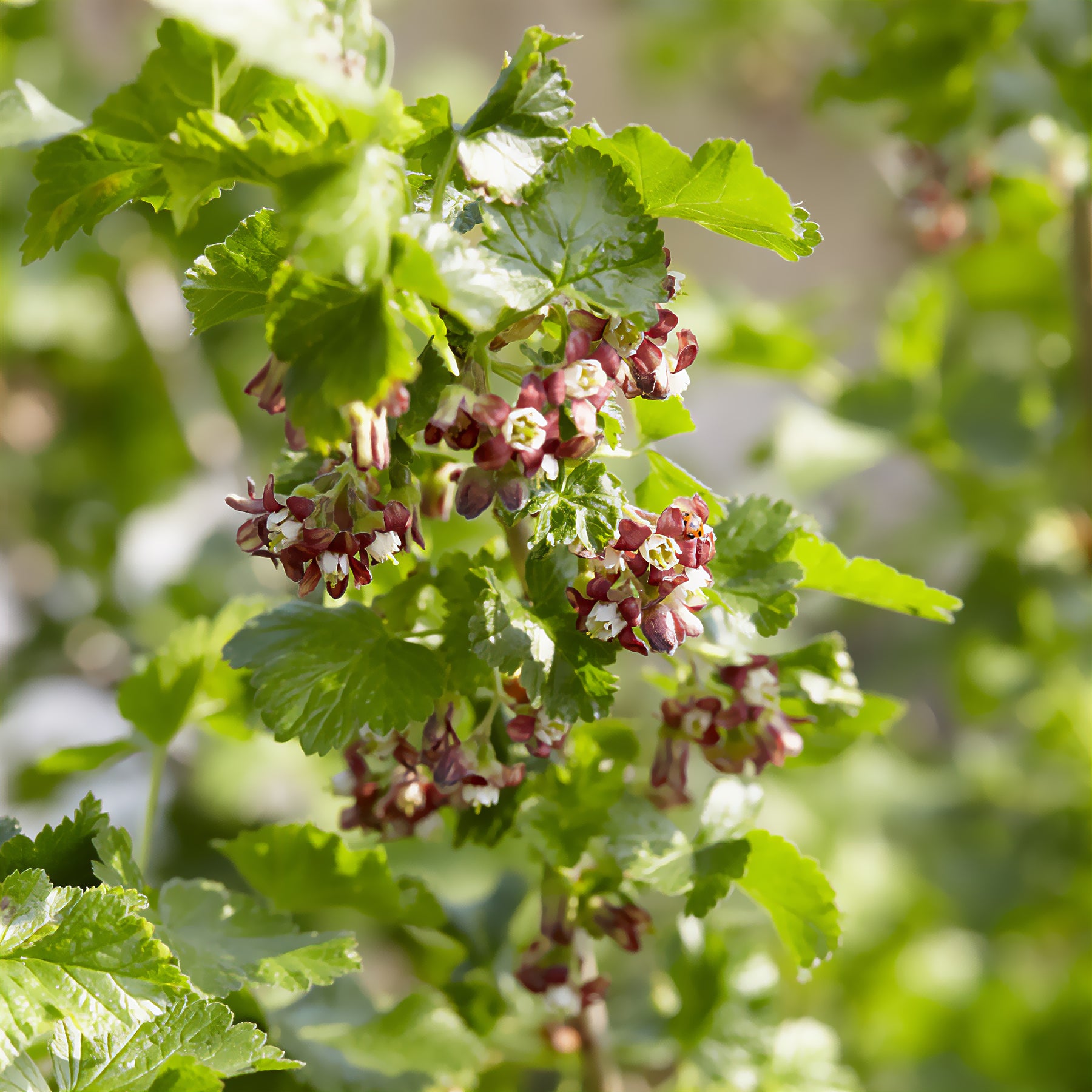 Ribes nidigrolaria Josta - Casseiller Josta - Cassissier