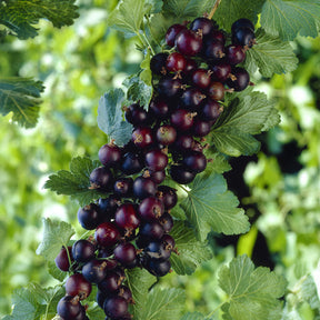 Cassissier - Casseiller Josta - Ribes nidigrolaria Josta
