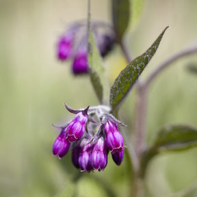 Symphytum officinale - Consoude officinale - Consoude