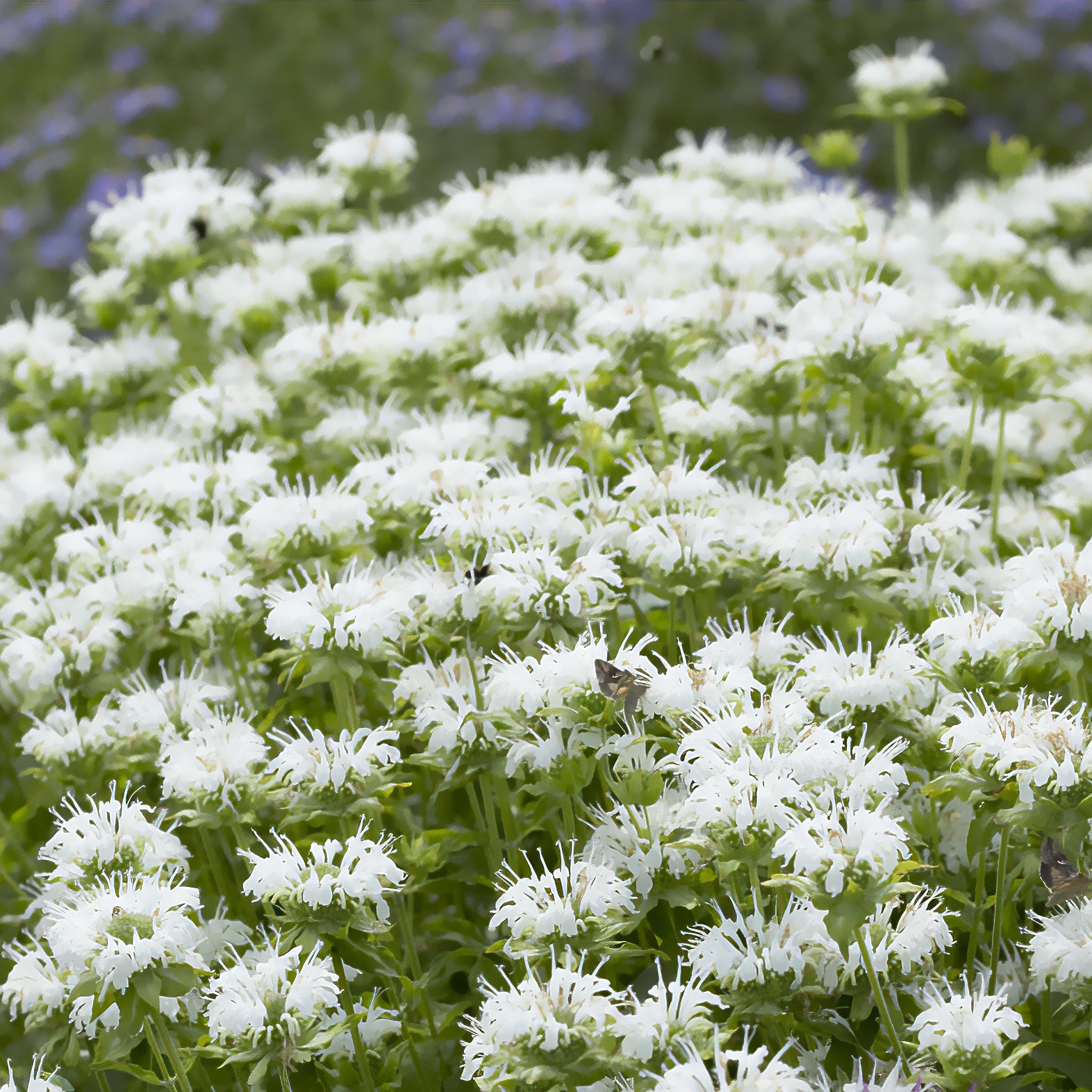 Monarde - Monarde Schneewittchen - Monarda schneewittchen