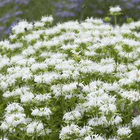 Monarde - Monarde Schneewittchen - Monarda schneewittchen