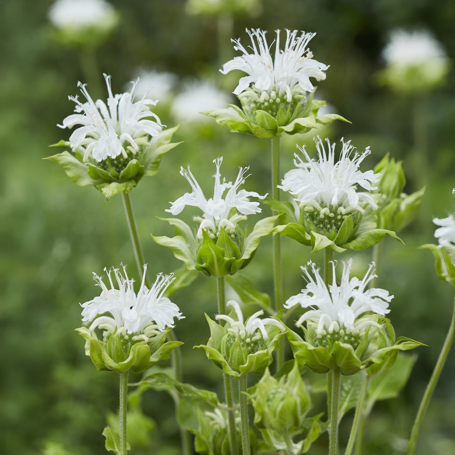 Vente Monarde Schneewittchen - Monarda schneewittchen