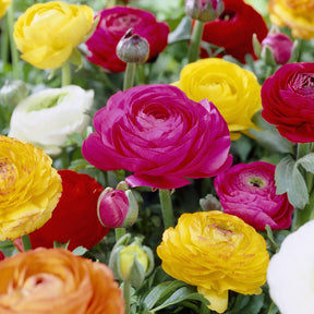 Renoncules en mélange - Ranunculus asiaticus - Willemse