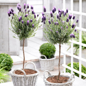 Lavandula stoechas - Lavande papillon sur tige - Lavandes