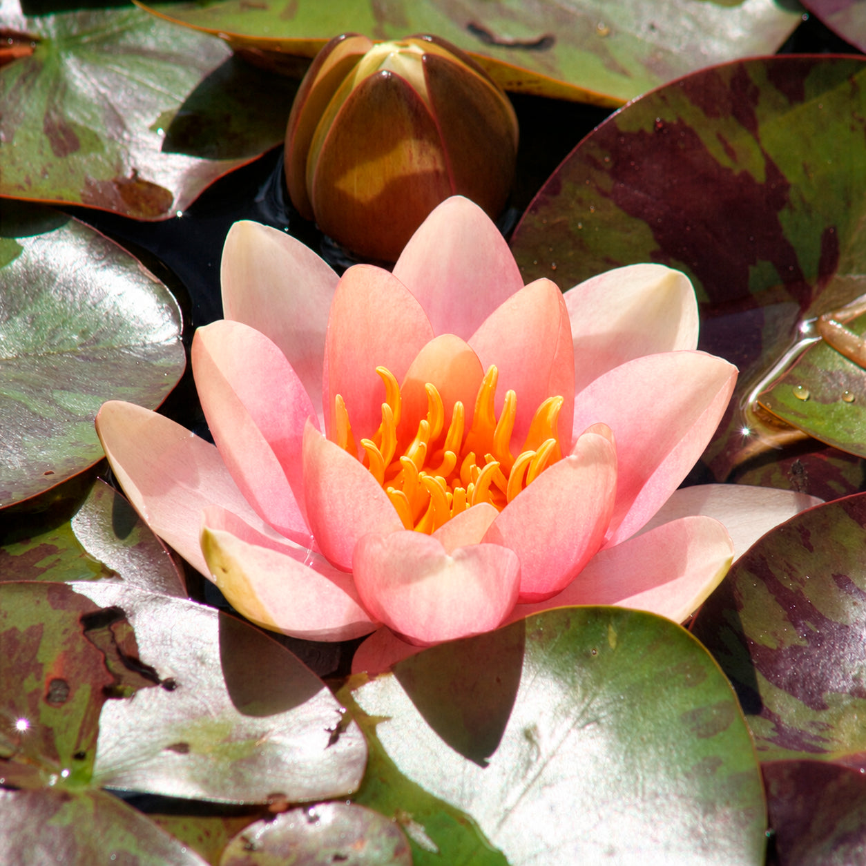 Nénuphar Aurora