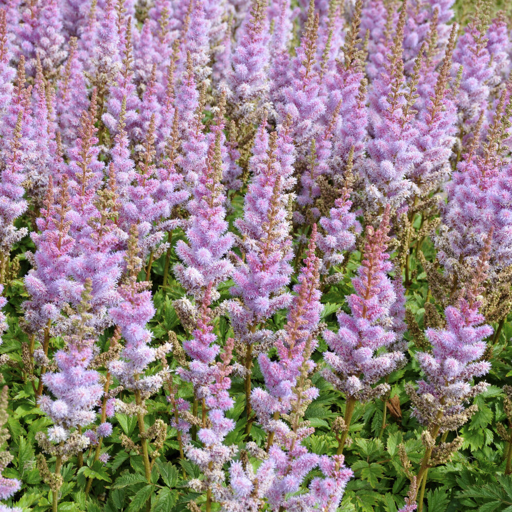 Astilbe chinensis Pumila - Astilbe de Chine Pumila - Astilbe
