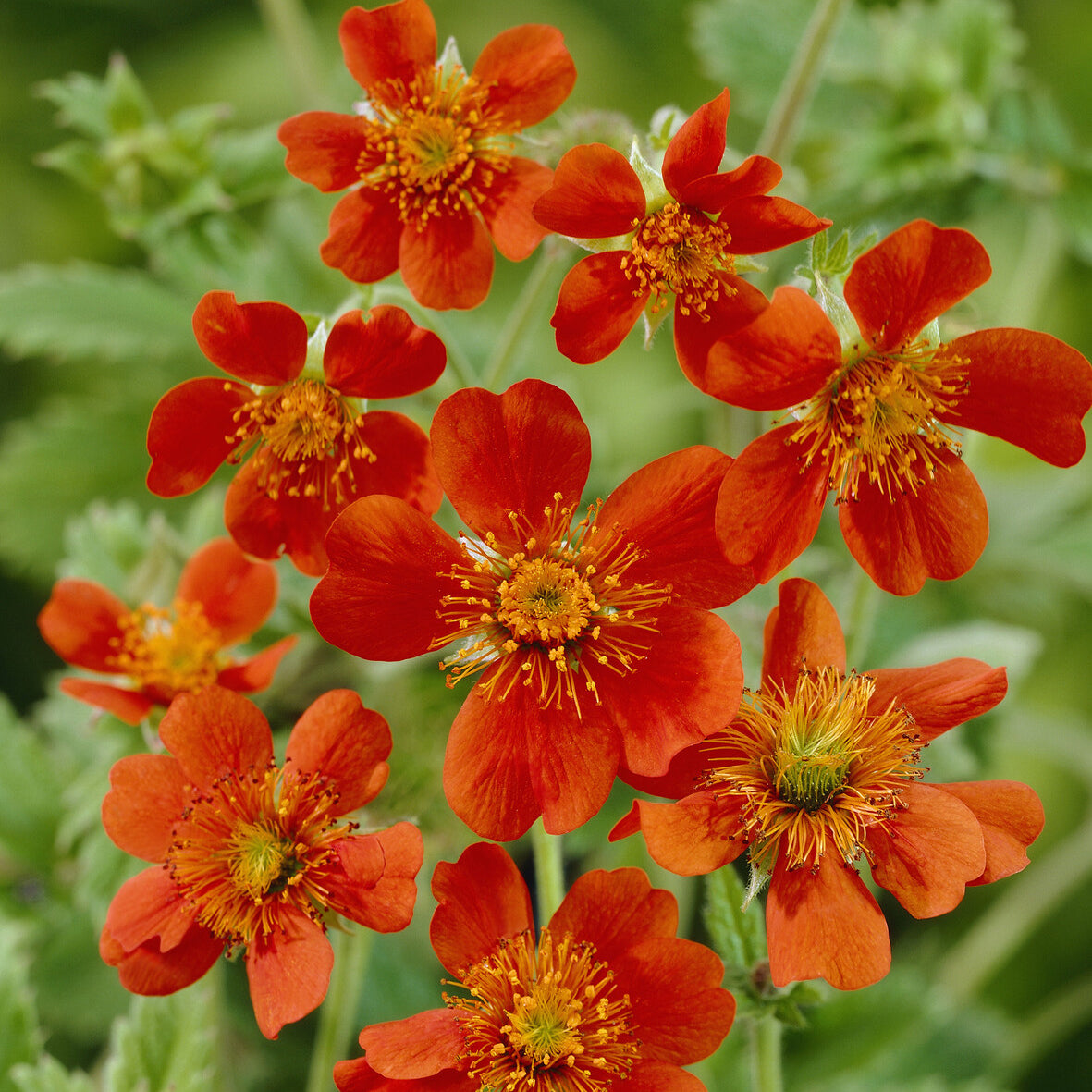 Benoîte orange Borisii - Willemse
