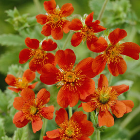 Benoîte orange Borisii - Willemse