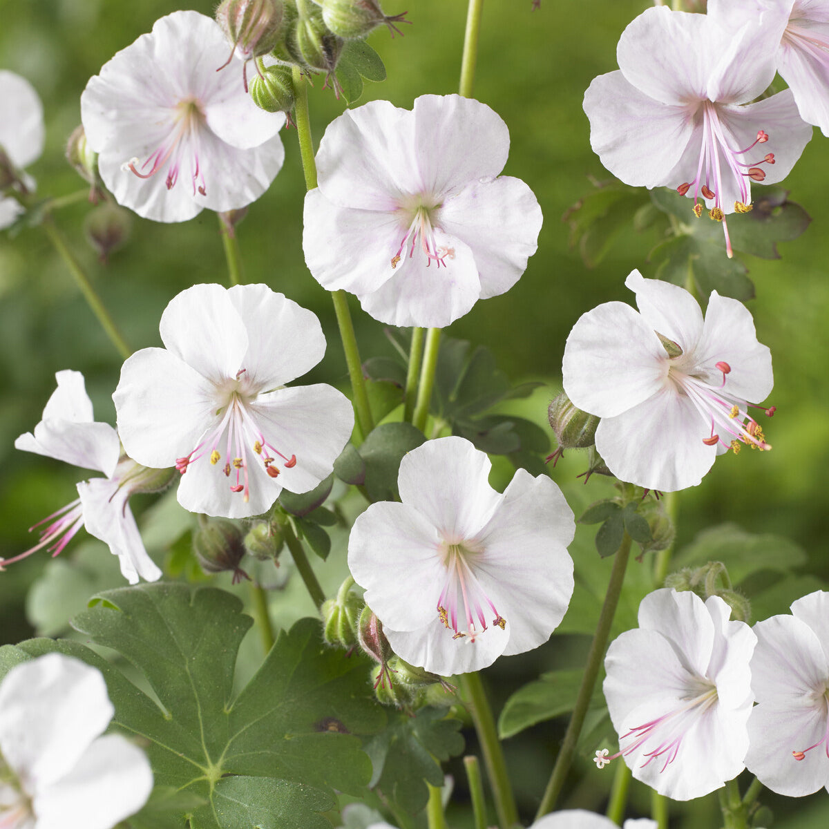 Vente Géranium vivace Biokovo - Geranium cantabrigiense Biokovo