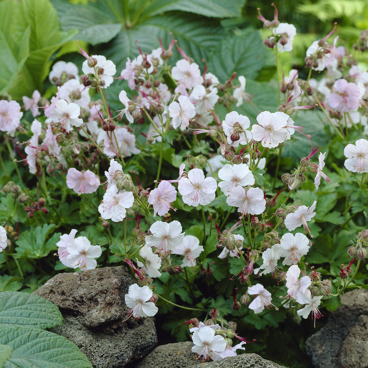Géraniums vivaces - Géranium vivace Biokovo - Geranium cantabrigiense Biokovo