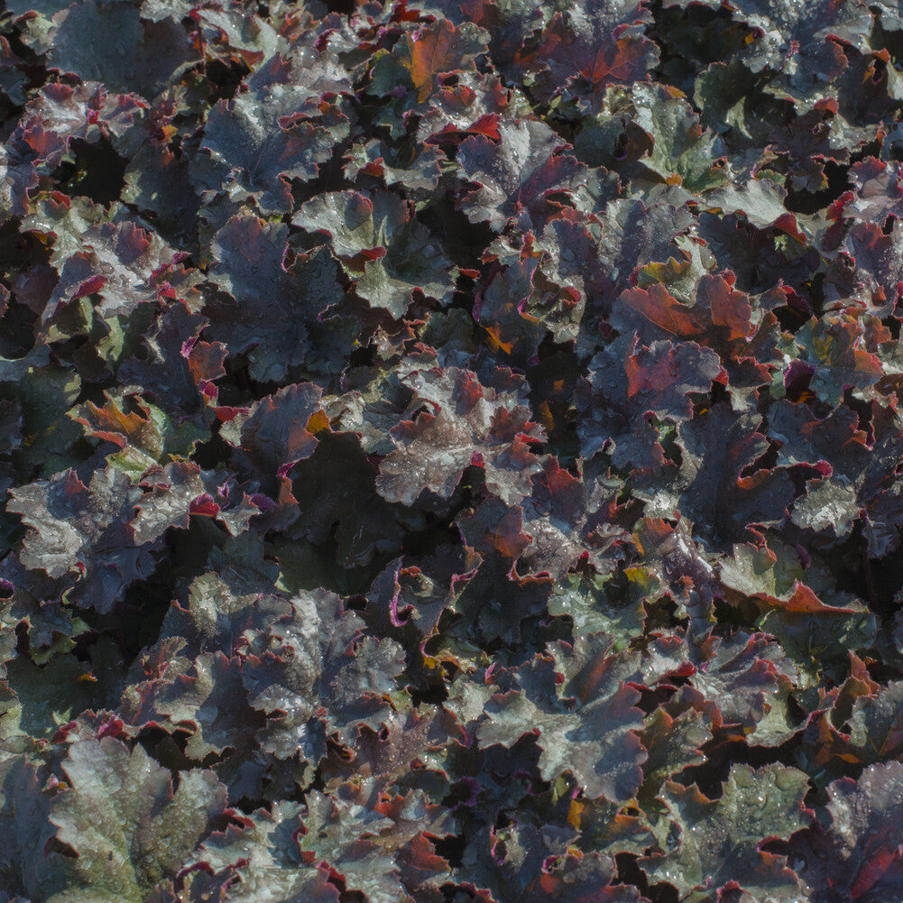 Heuchère Chocolate Ruffles - Heuchera Chocolate Ruffles - Willemse