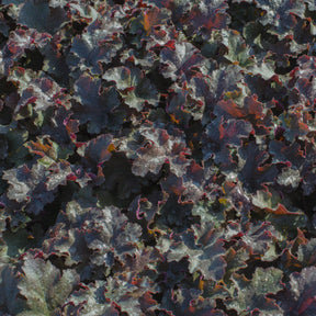Heuchère Chocolate Ruffles - Heuchera Chocolate Ruffles - Willemse