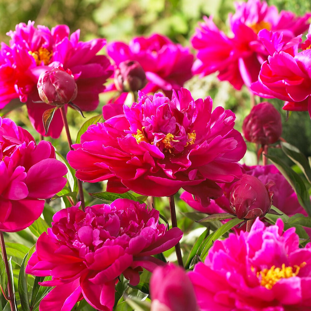 Pivoine rouge