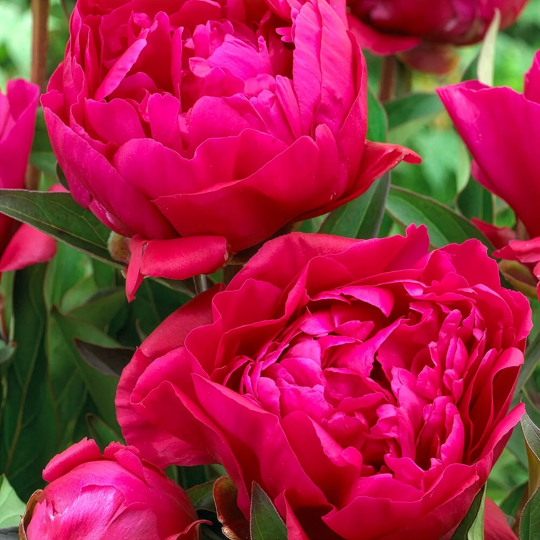  - Duo de Pivoines rouge et rose  - Pivoines