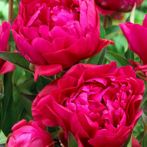  - Duo de Pivoines rouge et rose  - Pivoines