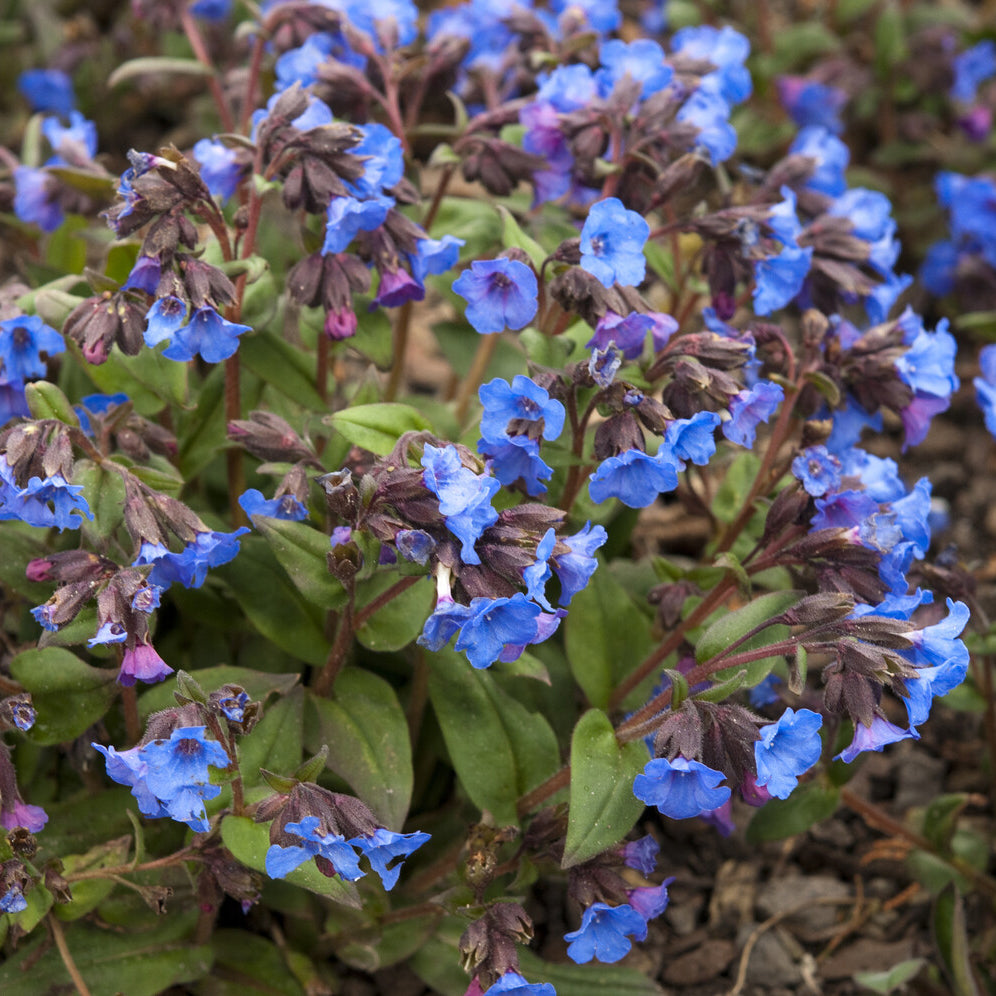 Pulmonaire - Pulmonaire Blue Ensign - Pulmonaria Blue Ensign