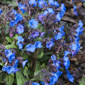 Vente Pulmonaire Blue Ensign - Pulmonaria Blue Ensign