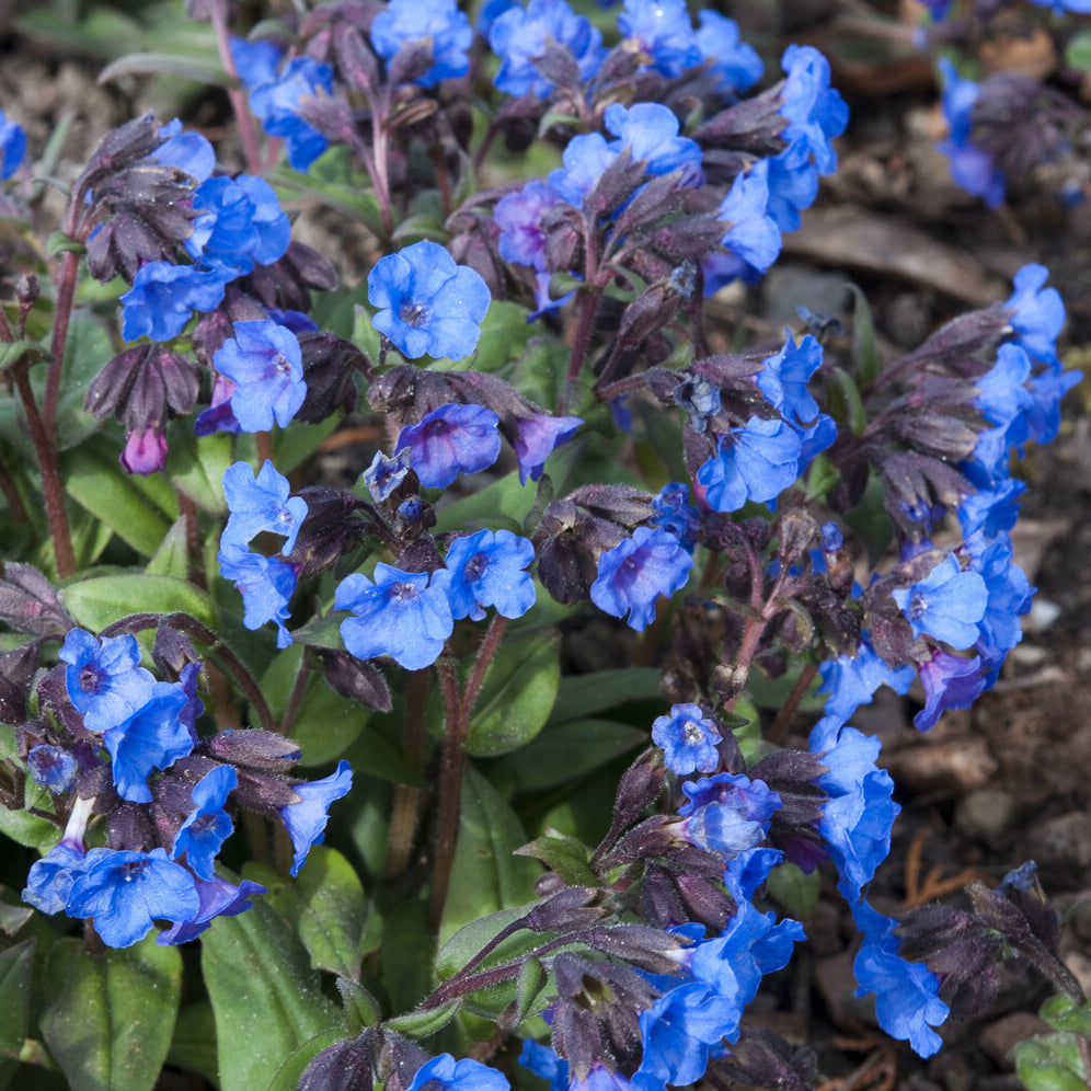 Vente Pulmonaire Blue Ensign - Pulmonaria Blue Ensign