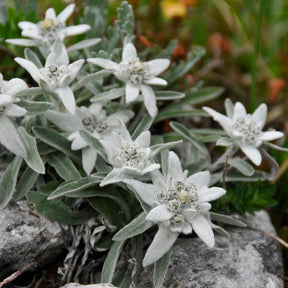 Plantes vivaces de montagne - Edelweiss des Alpes - Leontopodium alpinum
