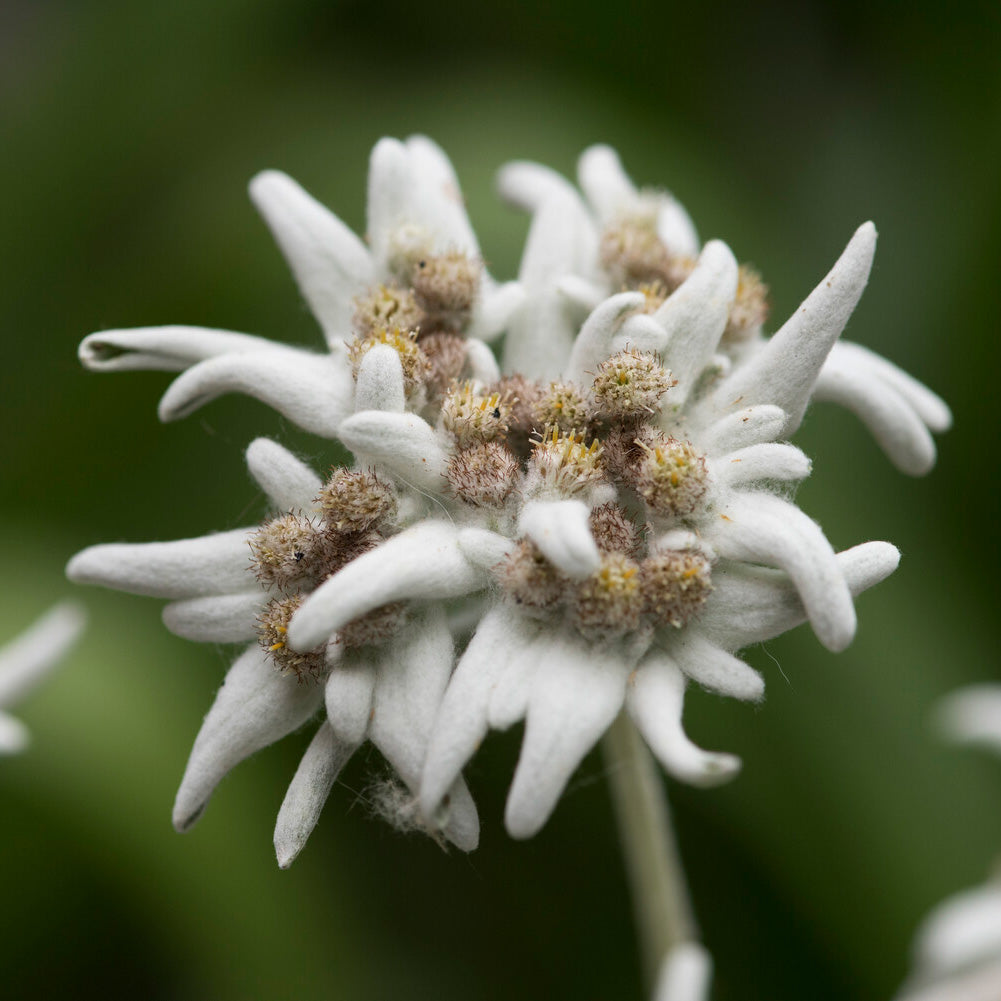 Vente Edelweiss des Alpes