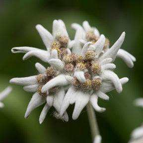 Vente Edelweiss des Alpes