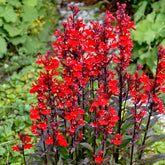 Lobelia écarlate Queen Victoria - Willemse