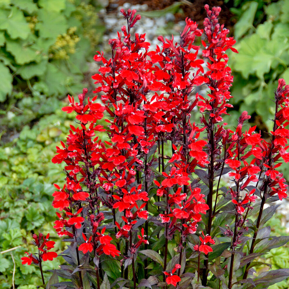 Lobelia écarlate Queen Victoria - Willemse