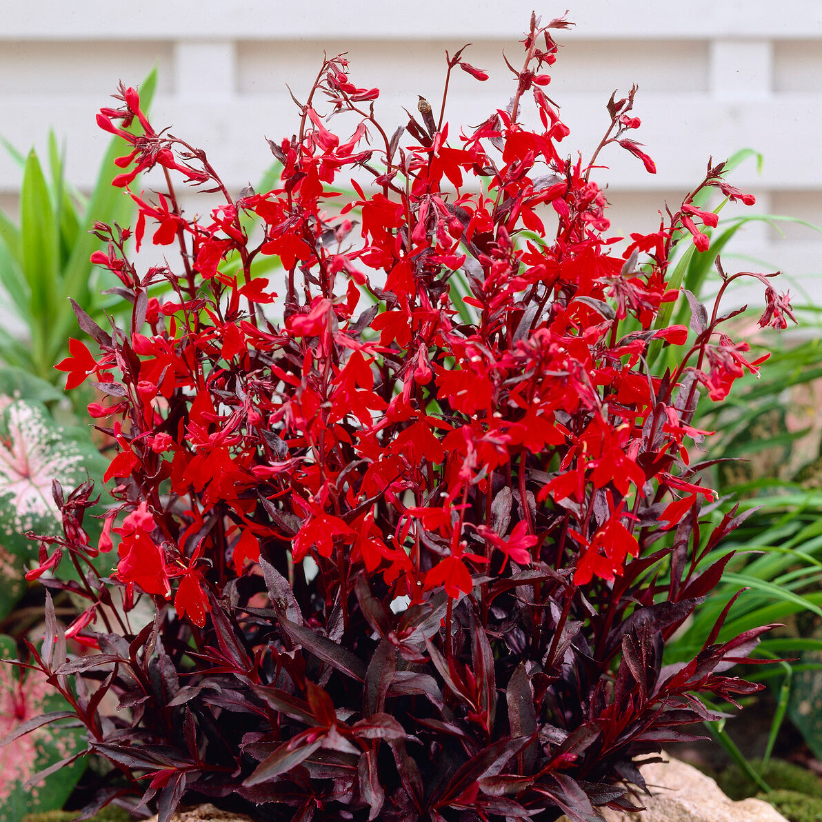 Lobelia écarlate Queen Victoria - Lobelia queen victoria - Willemse