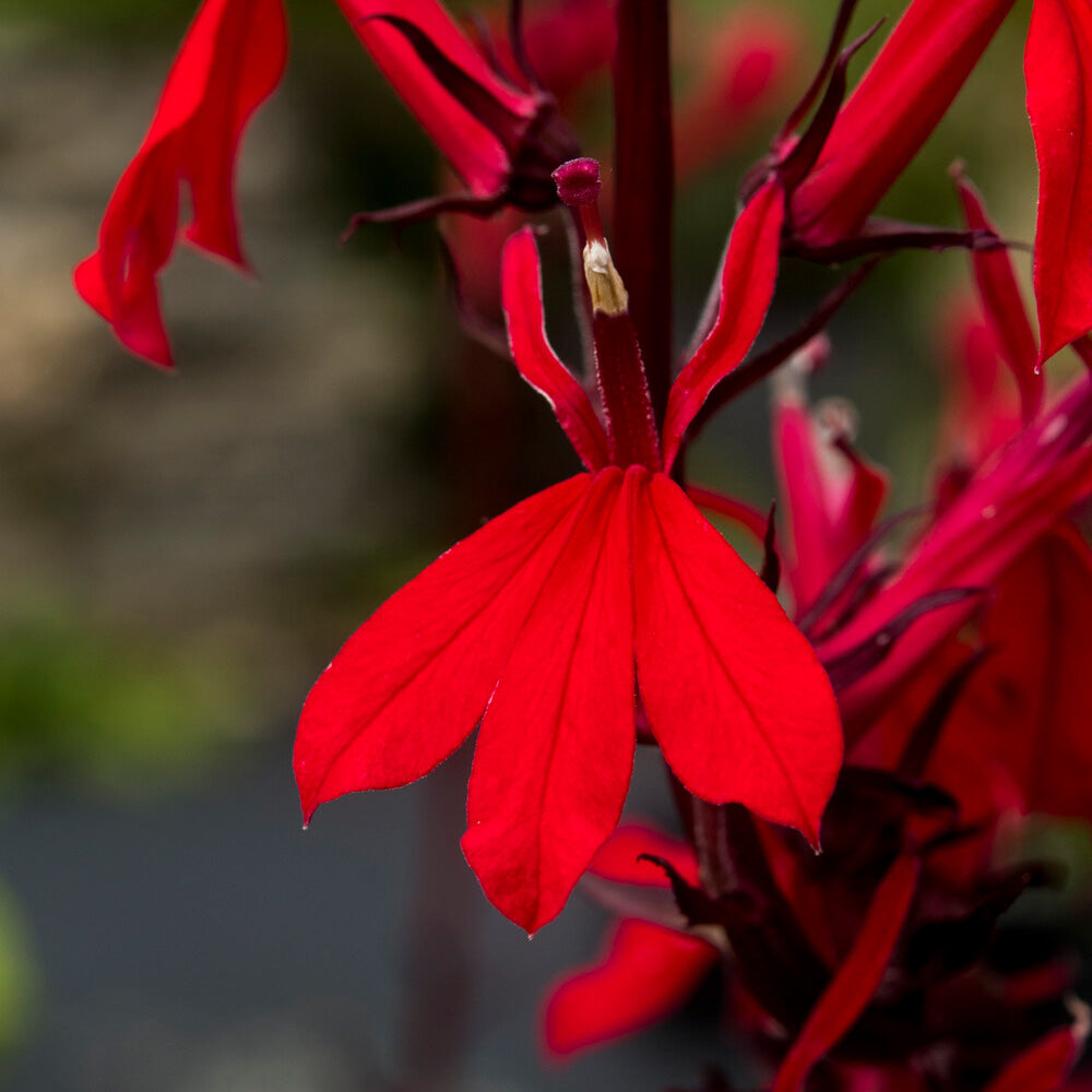 Lobelia queen victoria - Lobelia écarlate Queen Victoria - Lobelia