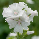 Mauve musquée blanche - Willemse