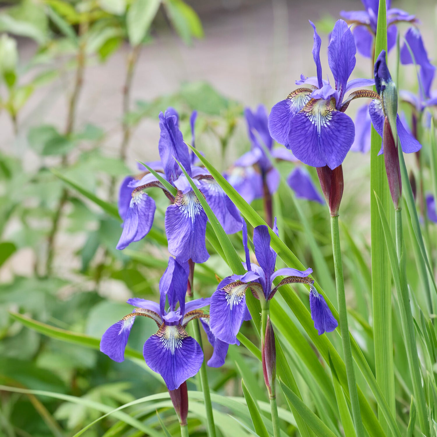 Iris de Sibérie - Iris sibirica - Willemse