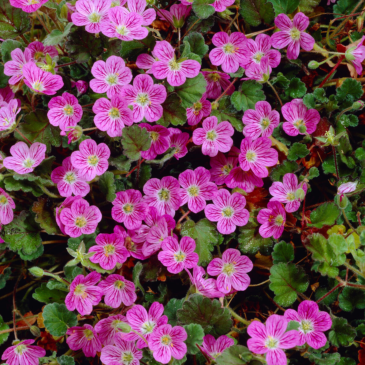 Vente Erodium Bishops Form - Erodium variabile Bishop's Form