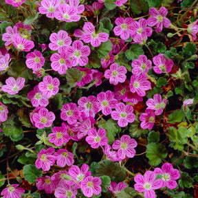 Vente Erodium Bishops Form - Erodium variabile Bishop's Form