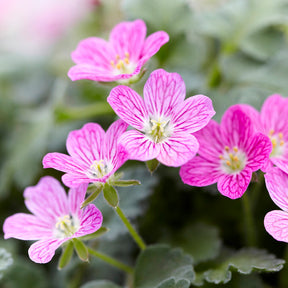 Erodium variabile Bishop's Form - Erodium Bishops Form - Fleurs vivaces