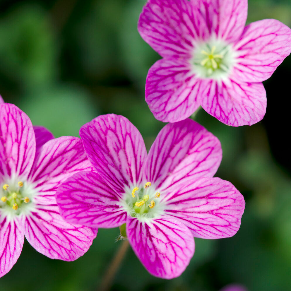 Fleurs vivaces - Erodium Bishops Form - Erodium variabile Bishop's Form