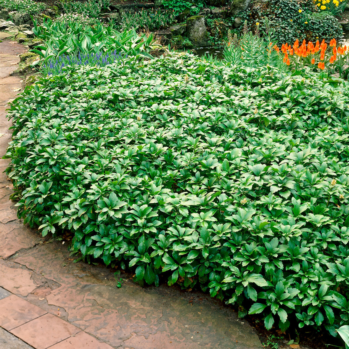 Pachysandre - Pachysandre Green Carpet - Pachysandra terminalis Green Carpet