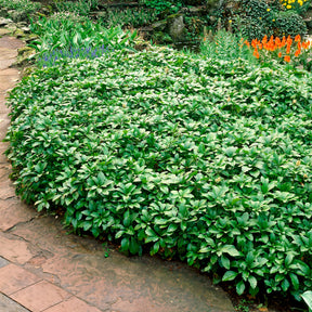 Pachysandre - Pachysandre Green Carpet - Pachysandra terminalis Green Carpet