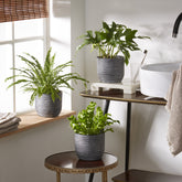 Collection de 3 plantes d'intérieur pour la salle de bain - Willemse