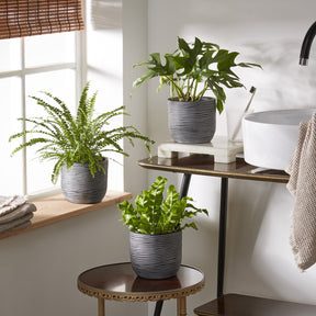 Collection de 3 plantes d'intérieur pour la salle de bain - Willemse