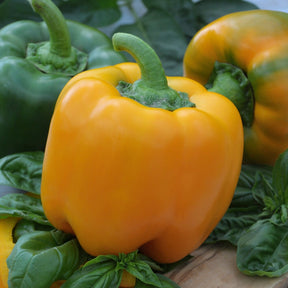 Poivron California Wonder Yellow - Capsicum annuum California Wonder yellow - Willemse