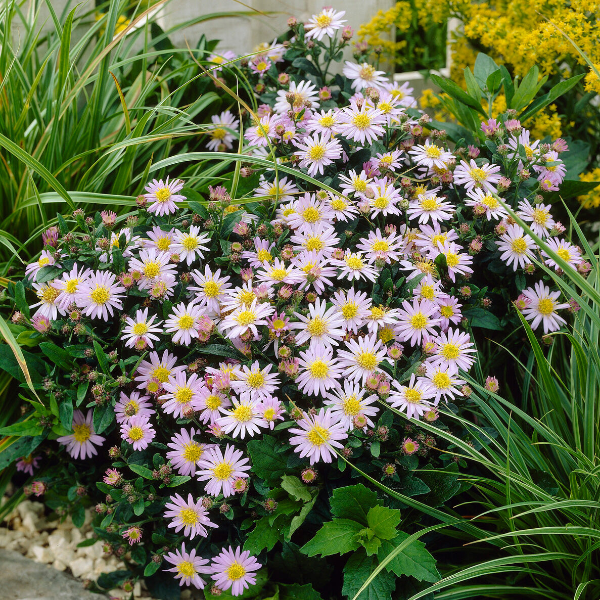 Aster nain d'automne Stardust - Willemse