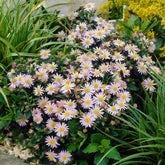 Aster nain d'automne Stardust - Willemse