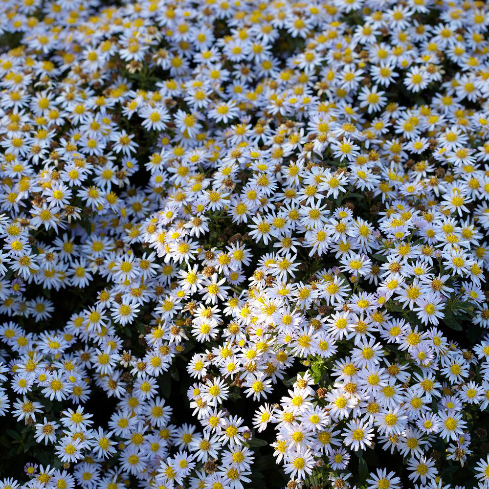 Aster ageratoides Stardust - Aster nain d'automne Stardust - Aster