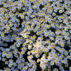 Aster ageratoides Stardust - Aster nain d'automne Stardust - Aster