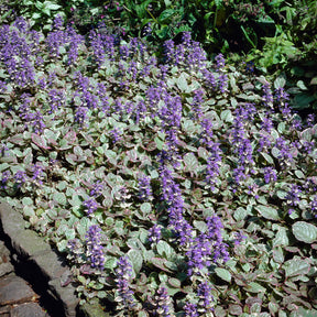 Vente Bugle rampante Burgundy Glow - Ajuga reptans Burgundy Glow