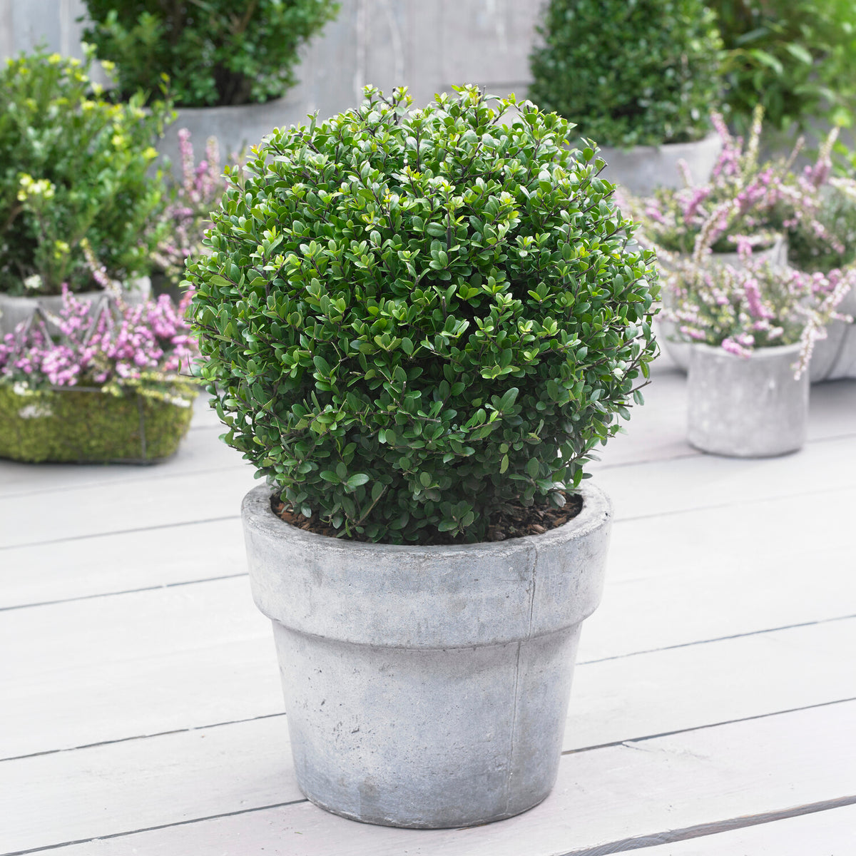 Houx crénelé boule Dark Green®
