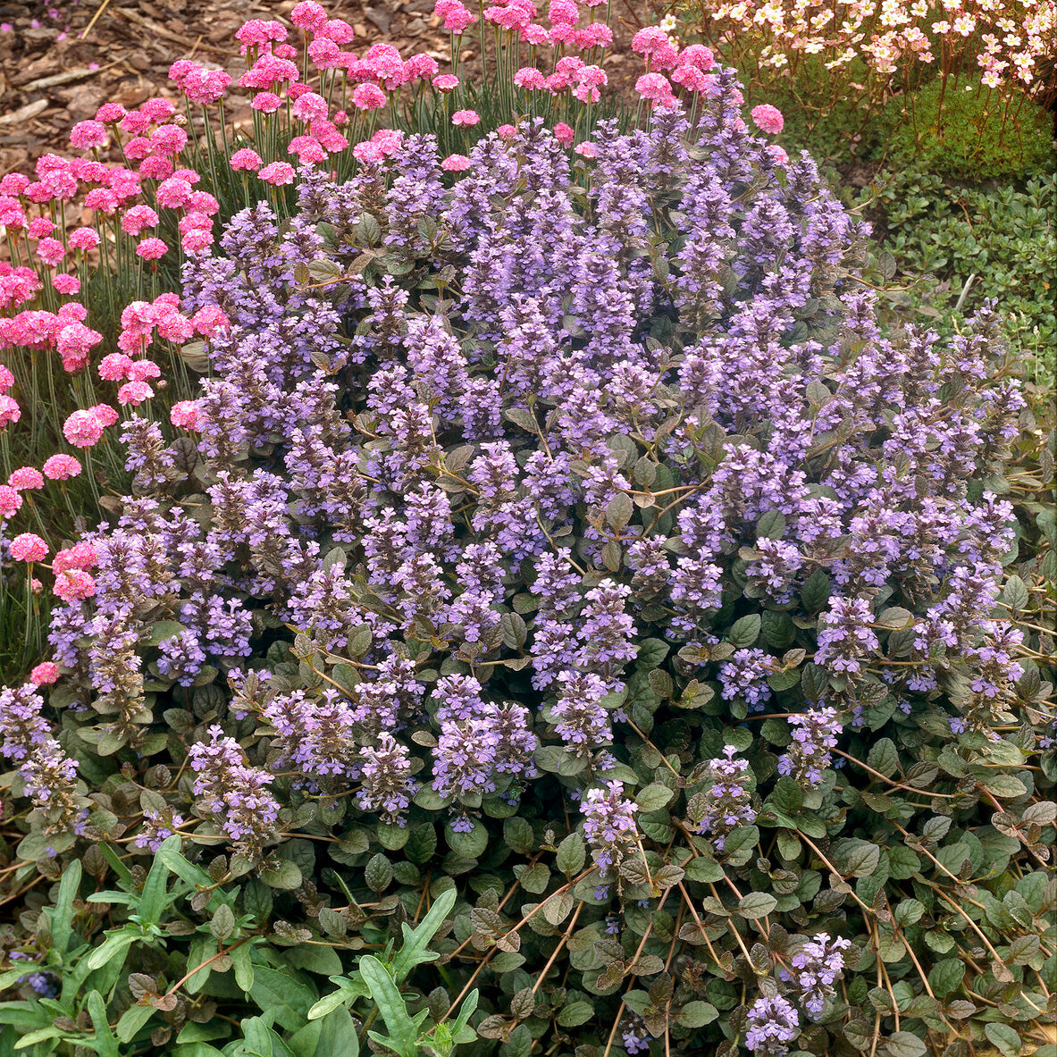 Ajuga reptans Atropurpurea - Bugle rampante Atropurpurea - Bugle