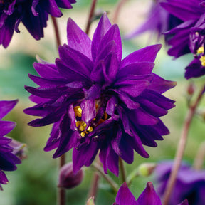 Ancolie - Ancolie des jardins Blue Barlow - Aquilegia vulgaris Blue Barlow